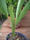 sabal